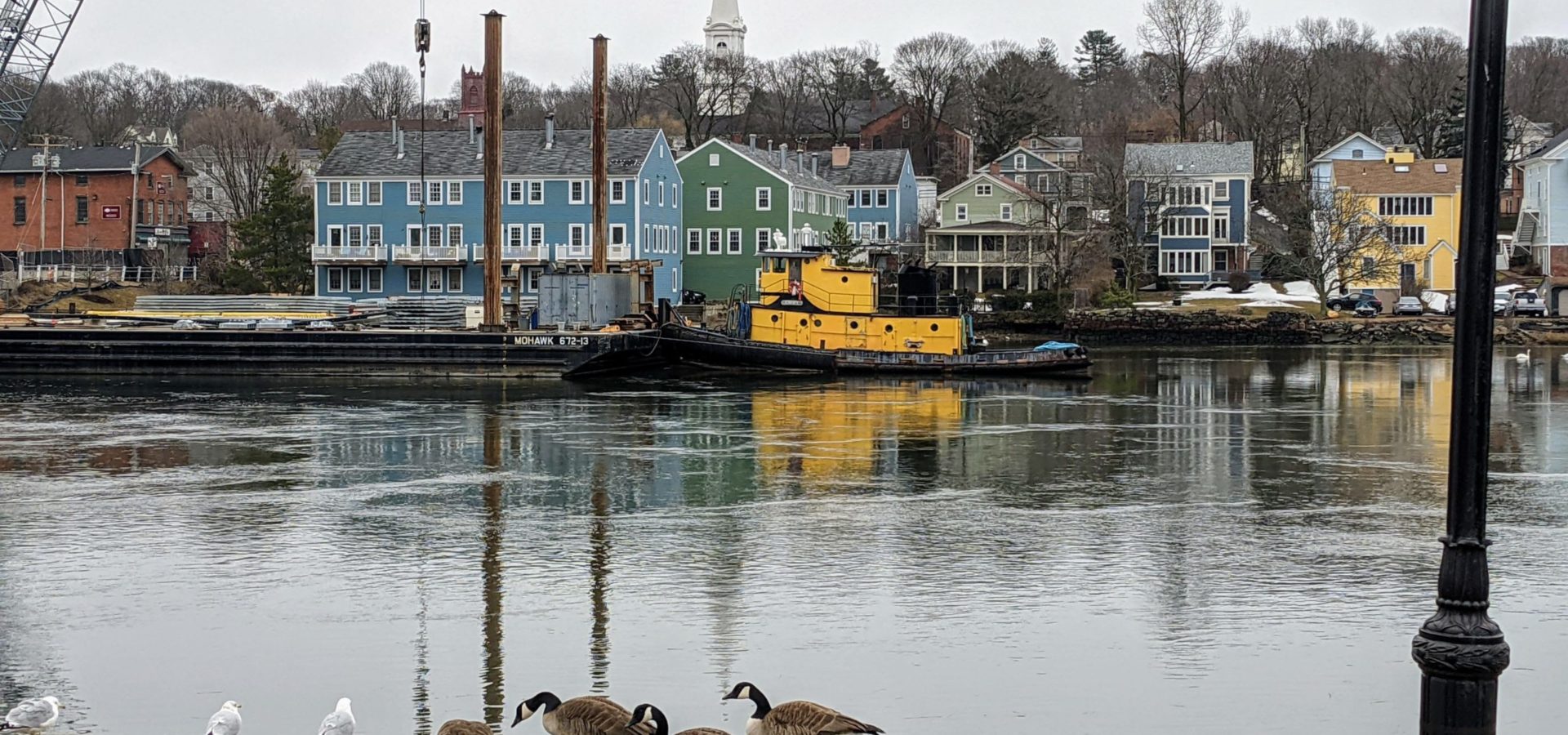 Geese by the Quinnipiac River